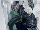 Серебристый пятнистый бенгальский кот для вязки