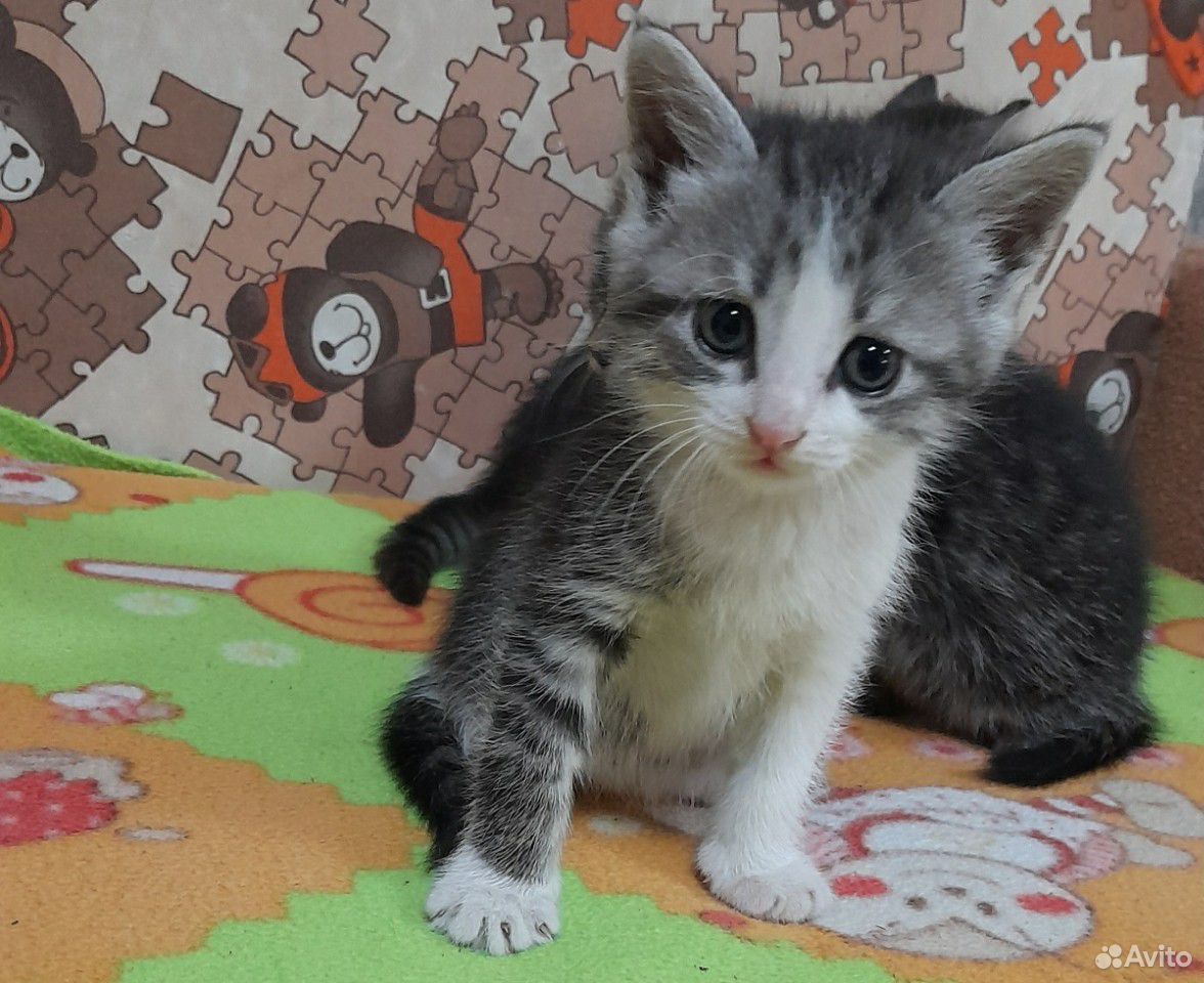 Котята