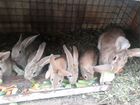 Кролики мясных пород,порода немецкий ризен объявление продам