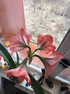 Великолепный Амариллис 2 вида, обмен