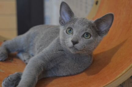 Котята русской голубой