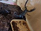 Кивсяк гигантский, Скорпион чёрный азиатский объявление продам