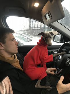 Одежда для Левретки