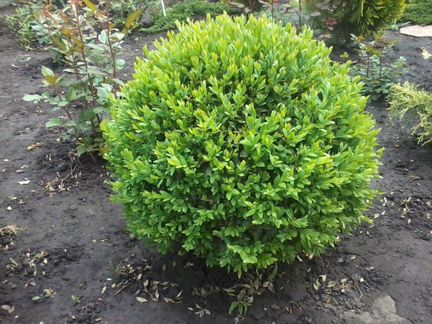 Самшит вечнозеленый