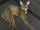 Абиссинский котик, вязка объявление продам