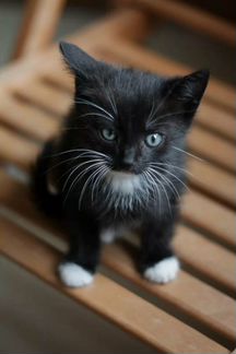 Кошка чёрно-белые котята