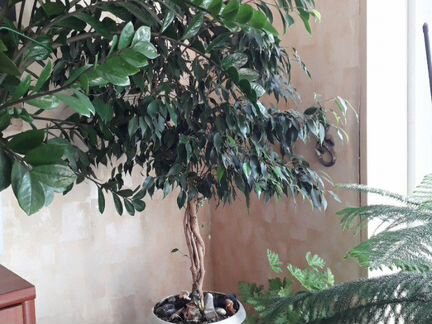 Фикус Бенджамина