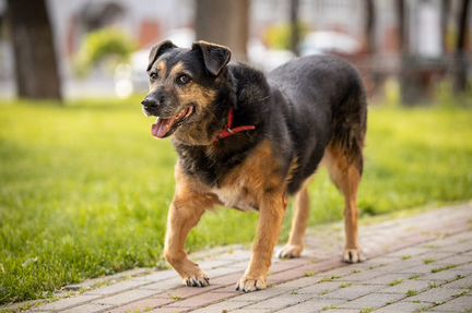 Малинка в добрые руки