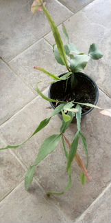 Рипсалис эллиптика